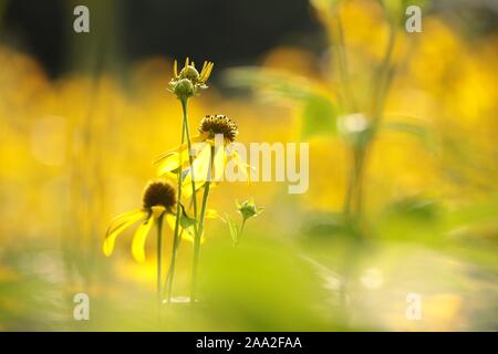 Gros plan du Cutleaf Coneflower (Rudbeckia laciniata) au soleil. Banque D'Images