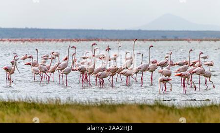 Les flamants (Phoenicoptériformes) Comité permanent en eau peu profonde, le Parc National d'Amboseli, Kenya Banque D'Images