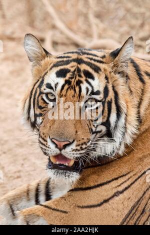 Royal tigre du Bengale (Panthera tigris tigris), portrait d'animaux, le parc national de Ranthambore, Rajasthan, Inde Banque D'Images