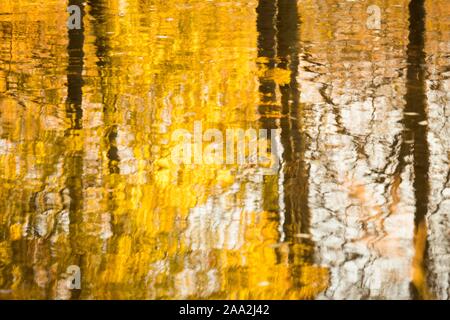 Les feuilles d'automne jaune, arbres se reflétant dans l'eau, Hesse, Allemagne Banque D'Images