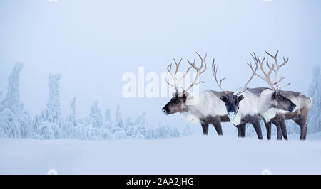 Grand mâle des daims dans le nord de la forêt d'hiver couverte de neige et de gel Noël Nouvel An fête fond copie espace pour le texte Banque D'Images