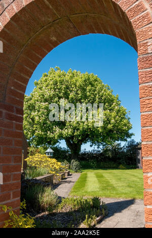 L'herbe verte pelouse et cheval adulte châtaignier vue à travers l'arche en brique rouge dans le jardin intérieur paysager, Leicestershire, England, UK Banque D'Images