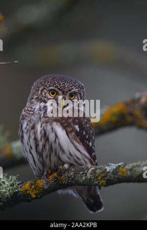 Portrait de Chouette naine (Glaucidium passerinum), Europe Banque D'Images