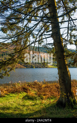 Les arbres d'automne sur la rive du réservoir de Talybont dans le parc national de Brecon Beacons, Powys, Pays de Galles du Sud Banque D'Images
