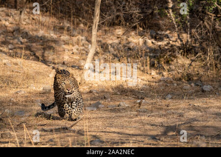 Leopard indien ou panther ou Panthera pardus fusca avec le contact avec les yeux. Walking in early morning light à jhalana leopard forêt réserver Jaipur en Inde Banque D'Images