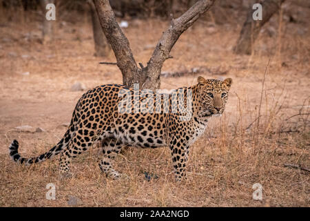 Leopard indien ou panther ou Panthera pardus fusca avec le contact avec les yeux. Walking in early morning light à jhalana leopard forêt réserver Jaipur en Inde Banque D'Images