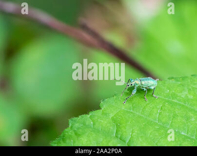 Un charançon sur une feuille d'ortie en ambiance verte Banque D'Images
