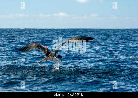 Oiseaux frégate tout en volant dans le fond de ciel et la capture d'un poisson Banque D'Images