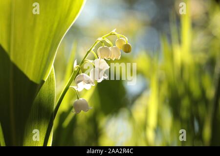 Du muguet dans la forêt. Banque D'Images
