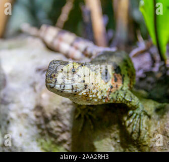 Portrait d'un lézard crocodile chinois en atmosphère naturelle Banque D'Images