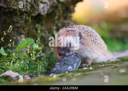 Hérisson (Erinaceus europaeus) manger un oiseau (jeunes, swift Apus apus), l'été, l'Europe Banque D'Images