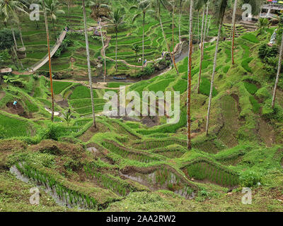 Vue sur les rizières en terrasses à hélas Harum, Gianyar, Bali, Indonésie Banque D'Images