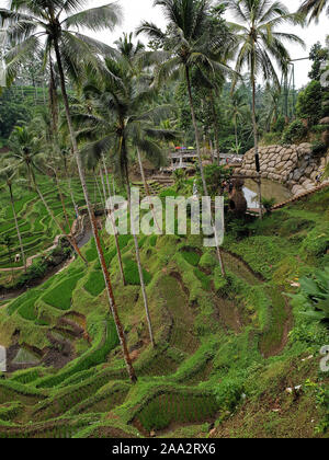 Vue sur les rizières en terrasses à hélas Harum, Gianyar, Bali, Indonésie Banque D'Images