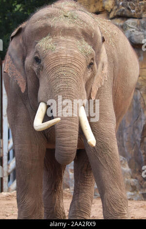 L'éléphant asiatique mâle, Aung Bo (Elephas maximus) Banque D'Images