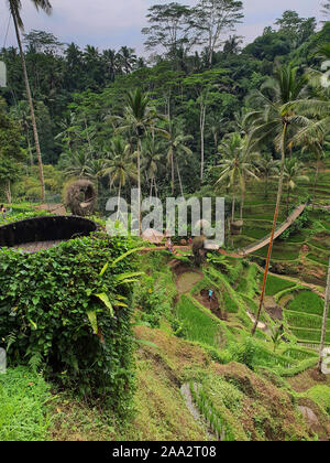 Vue sur les rizières en terrasses à hélas Harum, Gianyar, Bali, Indonésie Banque D'Images