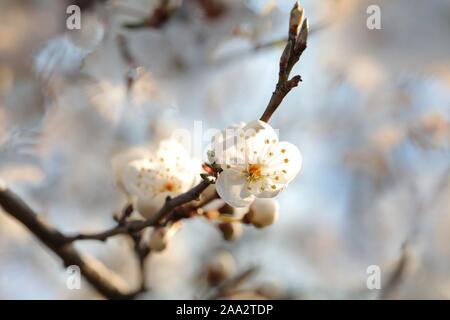 Fleurs blanches fleurs de printemps sur un arbre. Banque D'Images
