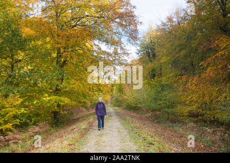 Woman walking along Stane Street, Voie Romaine, bois hêtre commun Eartham, arbres en automne les couleurs, Sussex, UK, Parc National des South Downs. Novembre Banque D'Images