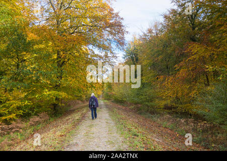 Woman walking along Stane Street, Voie Romaine, bois hêtre commun Eartham, arbres en automne les couleurs, Sussex, UK, Parc National des South Downs. Novembre Banque D'Images