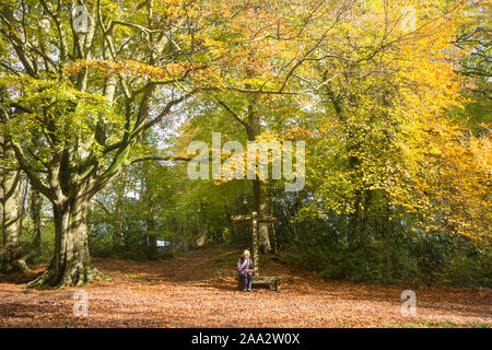 Femme à côté trottoir signe sur Stane Street, Voie Romaine, bois hêtre commun Eartham, arbres en automne les couleurs, Sussex, UK, Novembre Banque D'Images