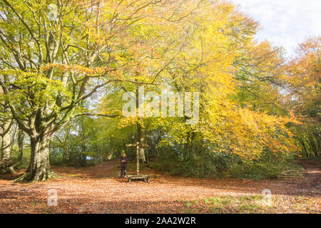 Femme à côté trottoir signe sur Stane Street, Voie Romaine, bois hêtre commun Eartham, arbres en automne les couleurs, Sussex, UK, Novembre Banque D'Images