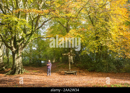 Femme à côté trottoir signe sur Stane Street, Voie Romaine, bois hêtre commun Eartham, arbres en automne les couleurs, Sussex, UK, Novembre Banque D'Images