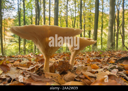 Deux Parade toadstools entonnoir en bois de hêtre à feuilles caduques, Clitocybe geotropa, Susex, octobre Banque D'Images
