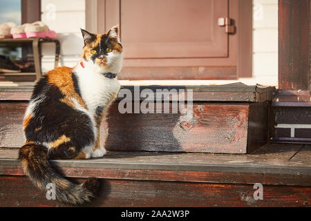 Chat tricolore est assis sur les marches de la maison dans le soleil. Banque D'Images