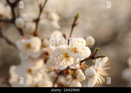Fleurs blanches fleurs de printemps sur un arbre. Banque D'Images