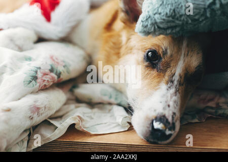 Mignon chien malade couché sur un oreiller en couverture chaude et se reposer. Chien adorable aux yeux tristes de vous détendre sur un lit confortable. Mauvais chien récupération Banque D'Images