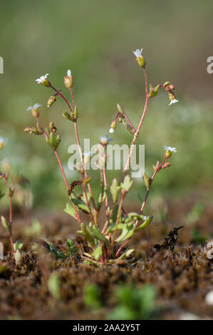 Saxifraga tridactylites Dreifingersteinbrech,Rue,Saxifrage à feuilles Banque D'Images