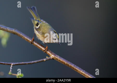 Goldcrest (Regulus regulus) en saison de reproduction, le printemps, l'Europe. Banque D'Images