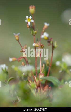 Saxifraga tridactylites Dreifingersteinbrech,Rue,Saxifrage à feuilles Banque D'Images