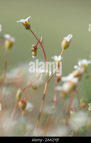 Saxifraga tridactylites Dreifingersteinbrech,Rue,Saxifrage à feuilles Banque D'Images