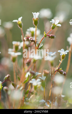 Saxifraga tridactylites Dreifingersteinbrech,Rue,Saxifrage à feuilles Banque D'Images