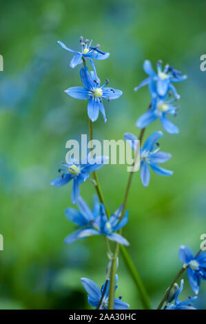 Scilla amoena,Schöner Blaustern,Star Squill Banque D'Images