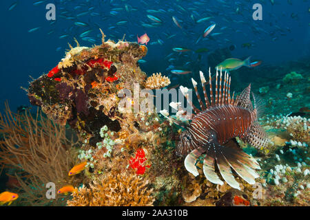 Devil Firefish, Pterois Miles, South Male Atoll, Maldives, océan Indien Banque D'Images