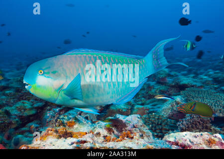 Perroquet Steephead indien, Scarus strongylocephalus, atoll de Felidhu, de l'Océan Indien, les Maldives Banque D'Images