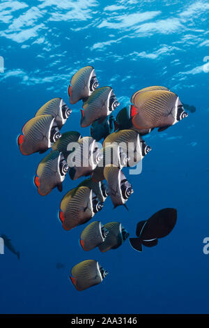 Butterfyfish Redtail Shoal, Chaetodon collare, atoll de Felidhu, de l'Océan Indien, les Maldives Banque D'Images