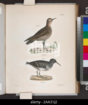 197. Le Bécasseau roussâtre (Tringa rufescens). 198. Le bécasseau violet (Calidris maritima). ; 197. Le Bécasseau roussâtre (Tringa rufescens). 198. Le bécasseau violet (Calidris maritima). Banque D'Images