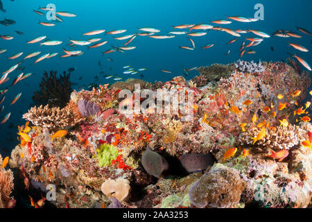 Les récifs coralliens colorés, Ari Atoll, Maldives, océan Indien Banque D'Images