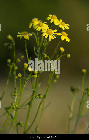 Schmalblaettriges Greiskraut,Senecio inaequidens Séneçon Narrow-Leaved, Banque D'Images