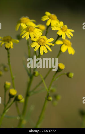 Schmalblaettriges Greiskraut,Senecio inaequidens Séneçon Narrow-Leaved, Banque D'Images