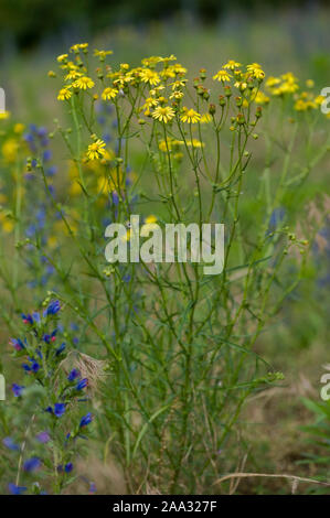 Schmalblaettriges Greiskraut,Senecio inaequidens Séneçon Narrow-Leaved, Banque D'Images