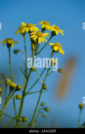 Schmalblaettriges Greiskraut,Senecio inaequidens Séneçon Narrow-Leaved, Banque D'Images