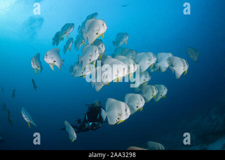 Petit banc de platax teira, platax, Ari Atoll, Maldives, océan Indien Banque D'Images