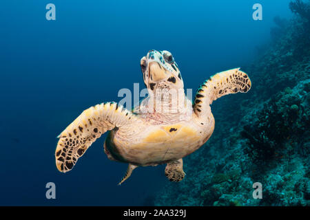 La tortue imbriquée, Eretmochelys imbricata, South Male Atoll, Maldives, océan Indien Banque D'Images