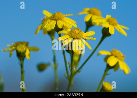 Schmalblaettriges Greiskraut,Senecio inaequidens Séneçon Narrow-Leaved, Banque D'Images