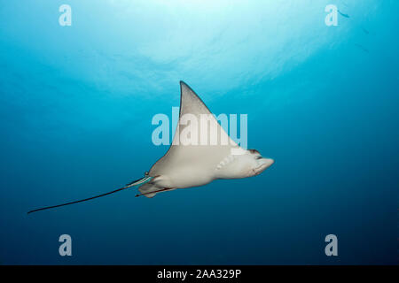 Spotted Eagle Ray, Aetobatus narinari, South Male Atoll, Maldives, océan Indien Banque D'Images