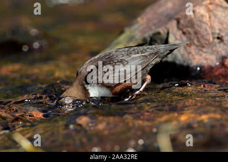 Balancier (Cinclus cinclus) avec sa tête sous l'eau à la recherche de proies, Ecosse, Royaume-Uni. Banque D'Images