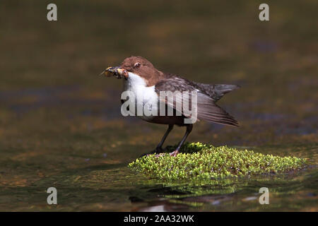 Balancier (Cinclus cinclus) avec les proies, pendillant ou curtseying, Ecosse, Royaume-Uni. Banque D'Images